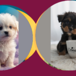 Cuteness Overload: Meet 15 Irresistible Teacup Puppies