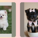 Tiny Treasures: Discover the World of Teacup Puppies