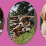 Get Ready to Fall in Love with 15 Super Cute Puppy Photos