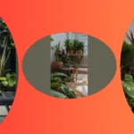 Unleash Your Indoor Jungle: 15 Unique House Plants Decor Ideas