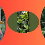 Sunny Delights: 15 Colorful Tropical Plants for Your Outdoor Full Sun Garden