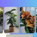 Green Vibes Only: 15 Indoor House Plants Ideas for Aesthetic Indoor Decor