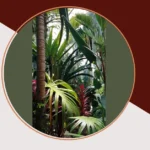 Sun-Kissed Serenity: 15 Tropical Plants for Your Outdoor Full Sun Haven