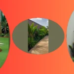 Tropical Vibes: 15 Landscaping Ideas to Light Up Your Home