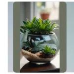 15 Indoor Plants to Spruce Up Your Home Decor