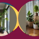 Green Glam: 15 Indoor Plants to Amp Up Your Living Space