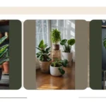 Transform Your Indoor Space: 15 Easy House Plants for Every Lifestyle**  
**