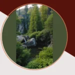 Elevate Your Outdoors: 15 Evergreen Ideas for Stunning Yards