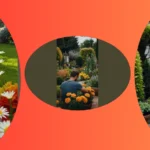 Transformative Garden Ideas for Social Spaces