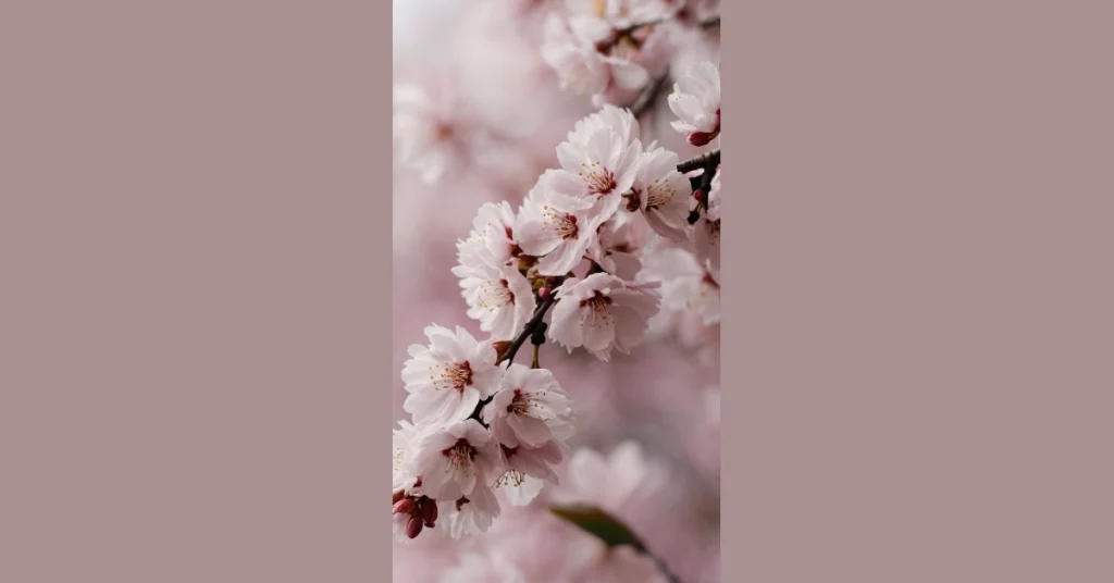 Floral Fantasy: 15 Captivating Sakura Wallpapers You’ll Love