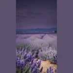 Pastel Perfection: 15 Lavender Wallpaper Ideas to Brighten Your World