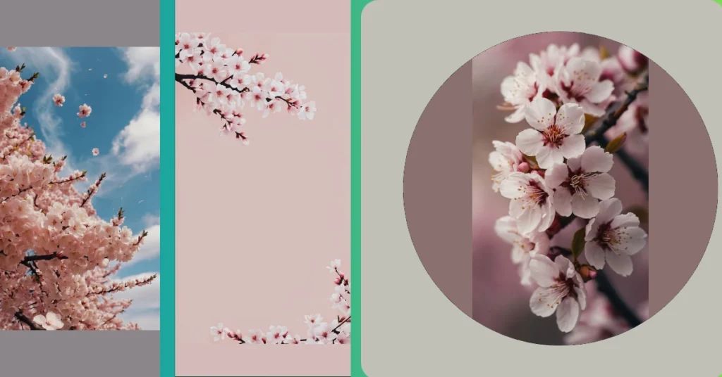 A Blooming Bonanza: Discover 15 Aesthetic Sakura Wallpapers for Your Devices!