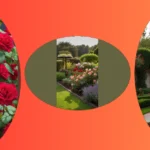 Cultivating Beauty: 18 Rose Garden Layout Ideas That Shine**

**