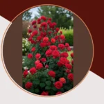 18 Delightful Rose Garden Designs to Spark Your Creativity