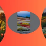 Blooming Fun: 16 Flower Fields Photography Ideas to Brighten Your Day