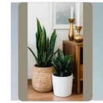 16 Room Plant Ideas for a Cozy Indoor Oasis