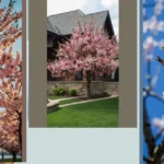 Blossoms Galore: 16 Beautiful Flowering Trees for Small Gardens