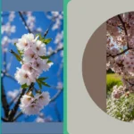Transform Your Garden: 16 Flowering Trees That’ll Make You Smile