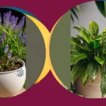 Elevate Your Home Aesthetics with These 20 Faux Plants for Porches