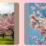 Uncover 16 Gorgeous Flowering Trees for Your Garden