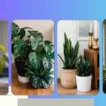 16 Indoor Plants That Will Make Your Living Space Inviting and Cozy