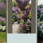 Garden Glory: 18 Lilac Landscape Ideas to Brighten Any Space