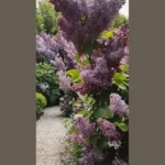 Delightful Lilac Landscapes: 18 Creative Ideas for Your Gardens
