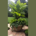 Exploring 15 Unique Shade Planters That Will Turn Heads