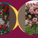 Rose Garden Dreams: 16 Sweet Inspirations for Budding Gardeners